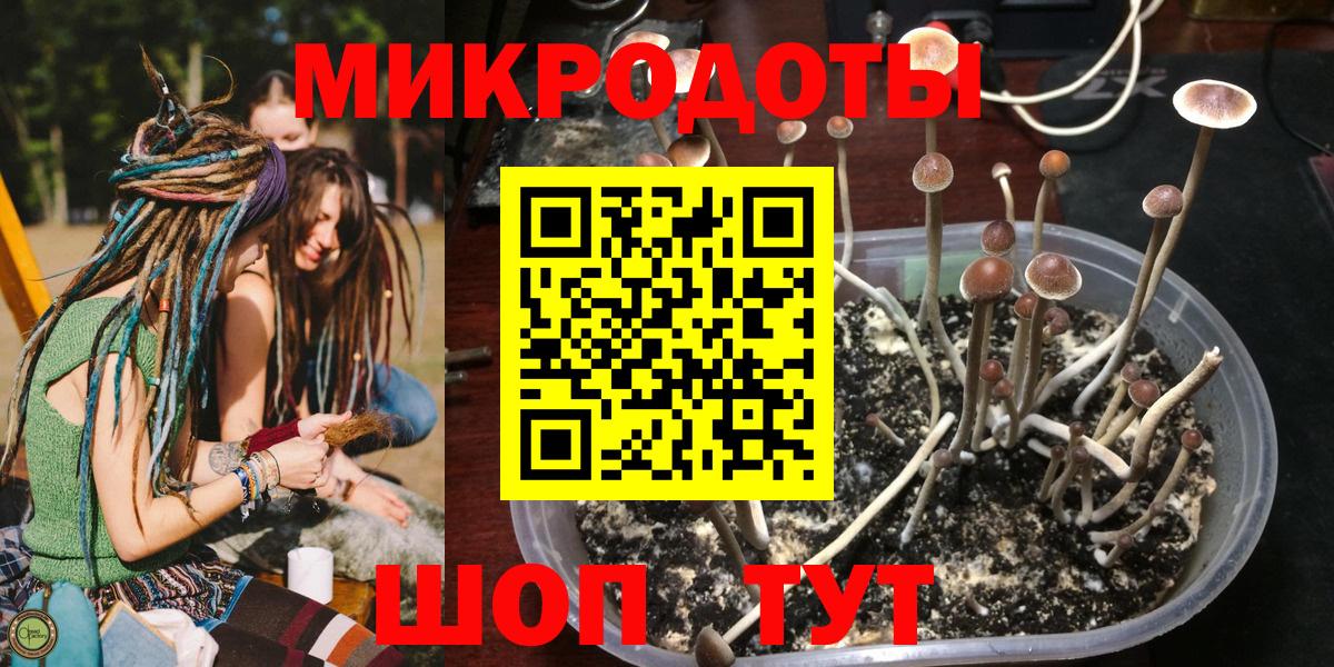 Галлюциногенные грибы Psilocybe Ирбит